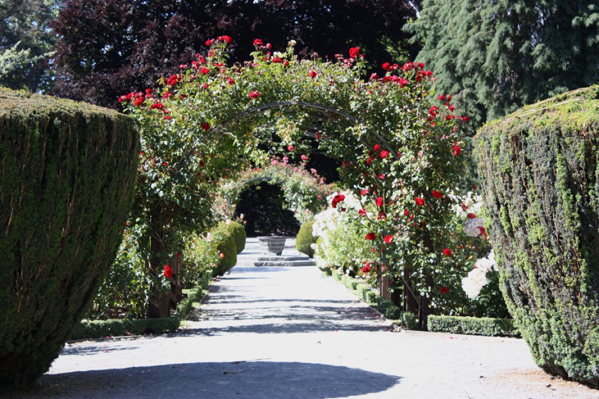 아치 구조물과 정원 동선을 따라 장미가 배치된 전경 사진