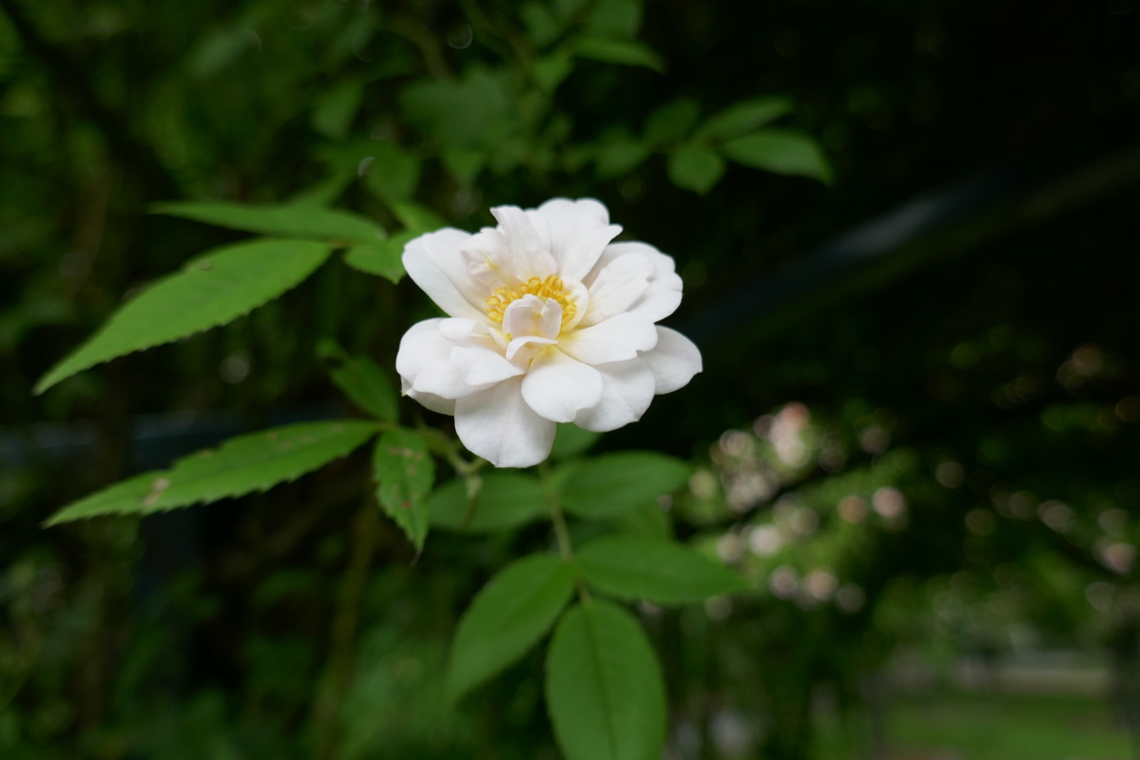 구조물을 따라 오르며 피는 클라이머 장미 사진