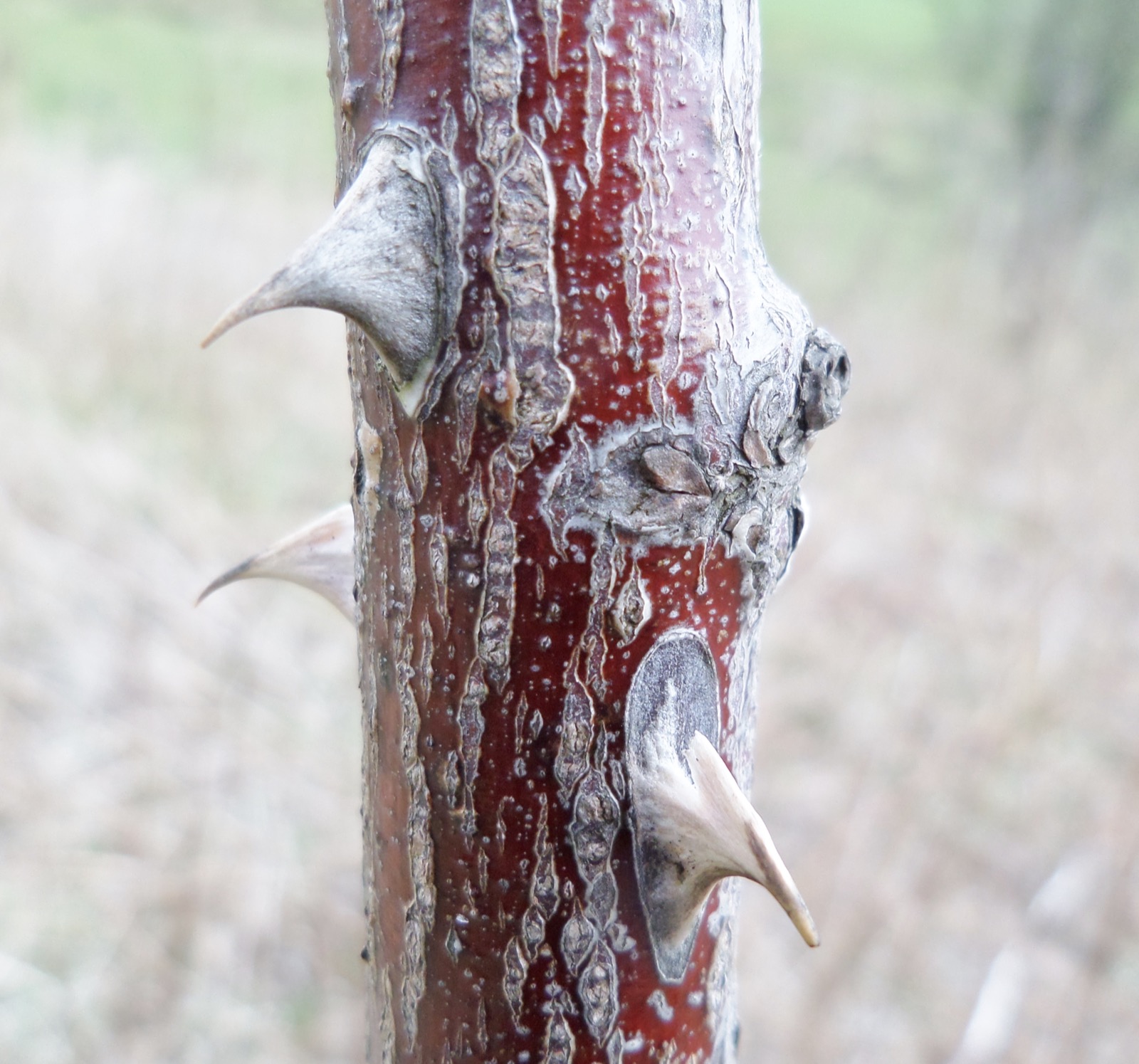 줄기의 수피와 가시 형태가 가까이 보이는 개장미 사진