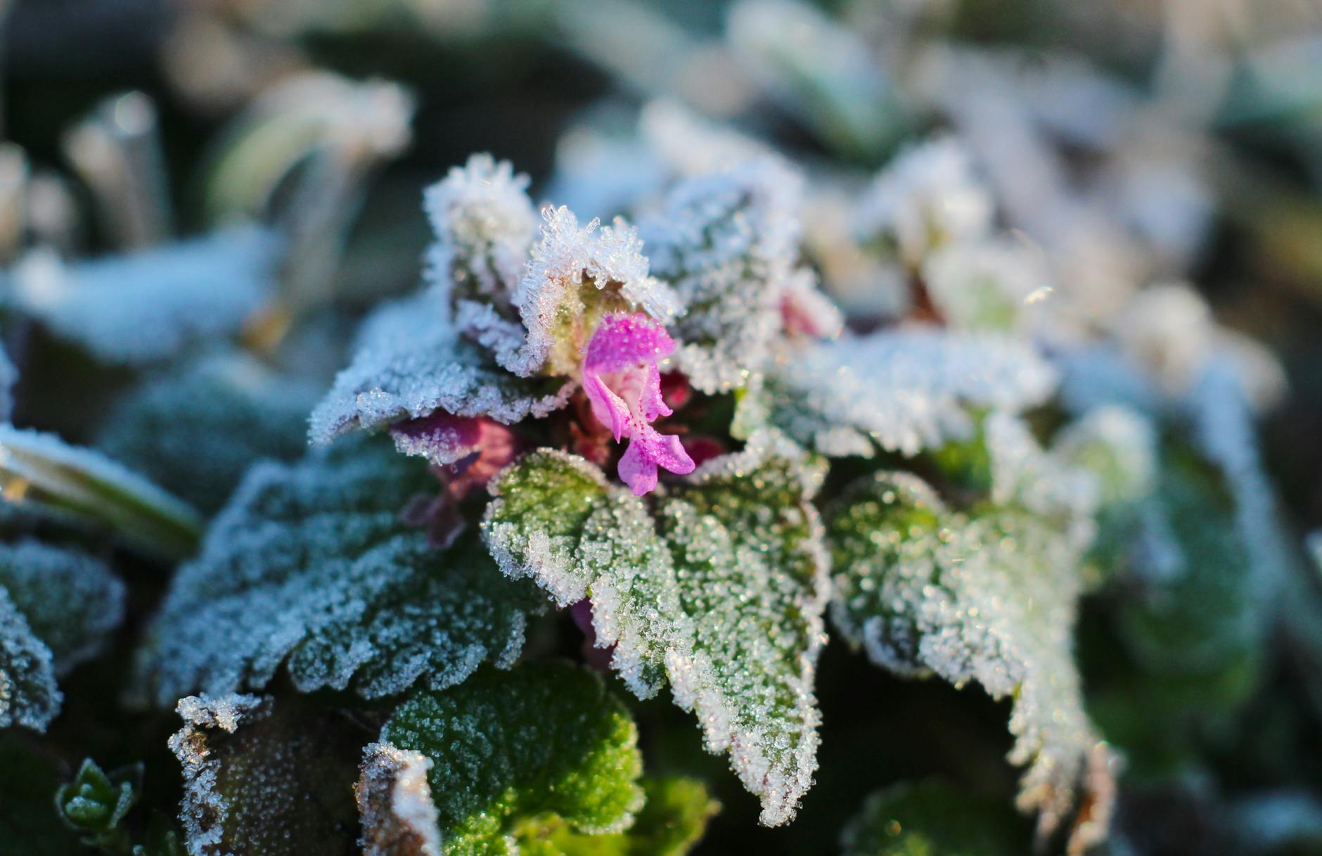 1월 가드닝 체크리스트: 겨울철 식물 관리법
