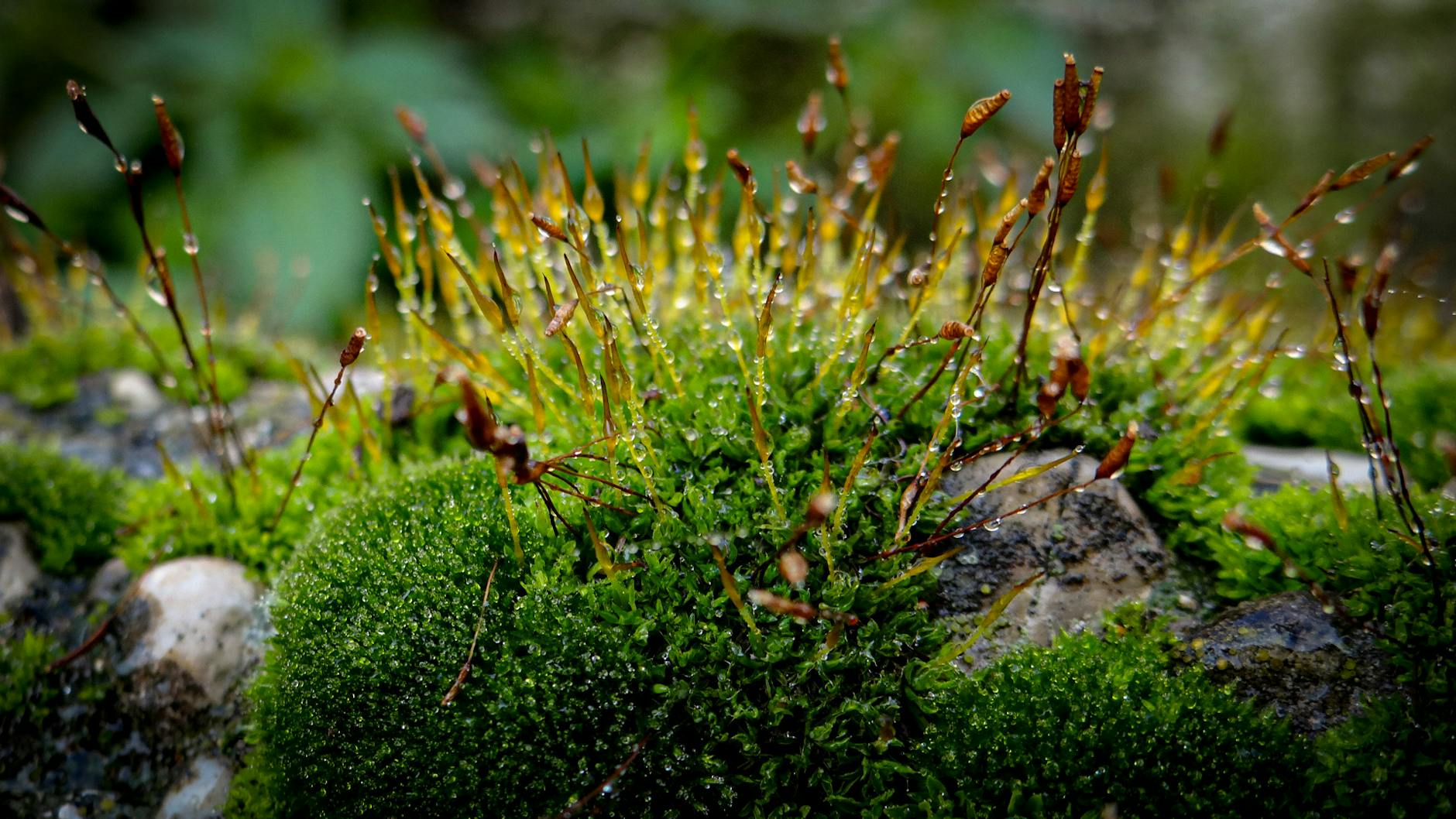 이것도 이끼입니까? — 은빛 쿠션, 흰털이끼
