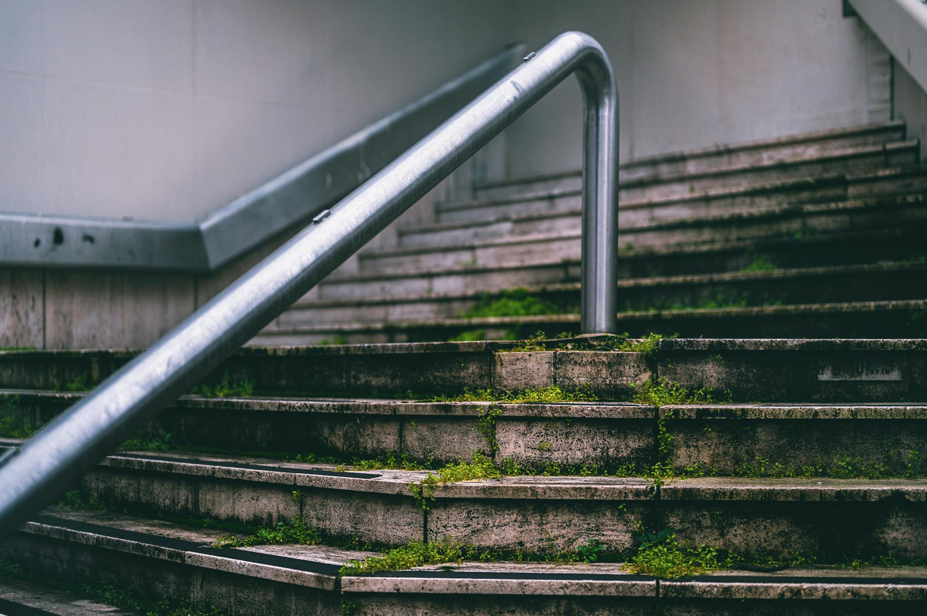 이것도 이끼입니까? — 도시의 생존자, 은이끼