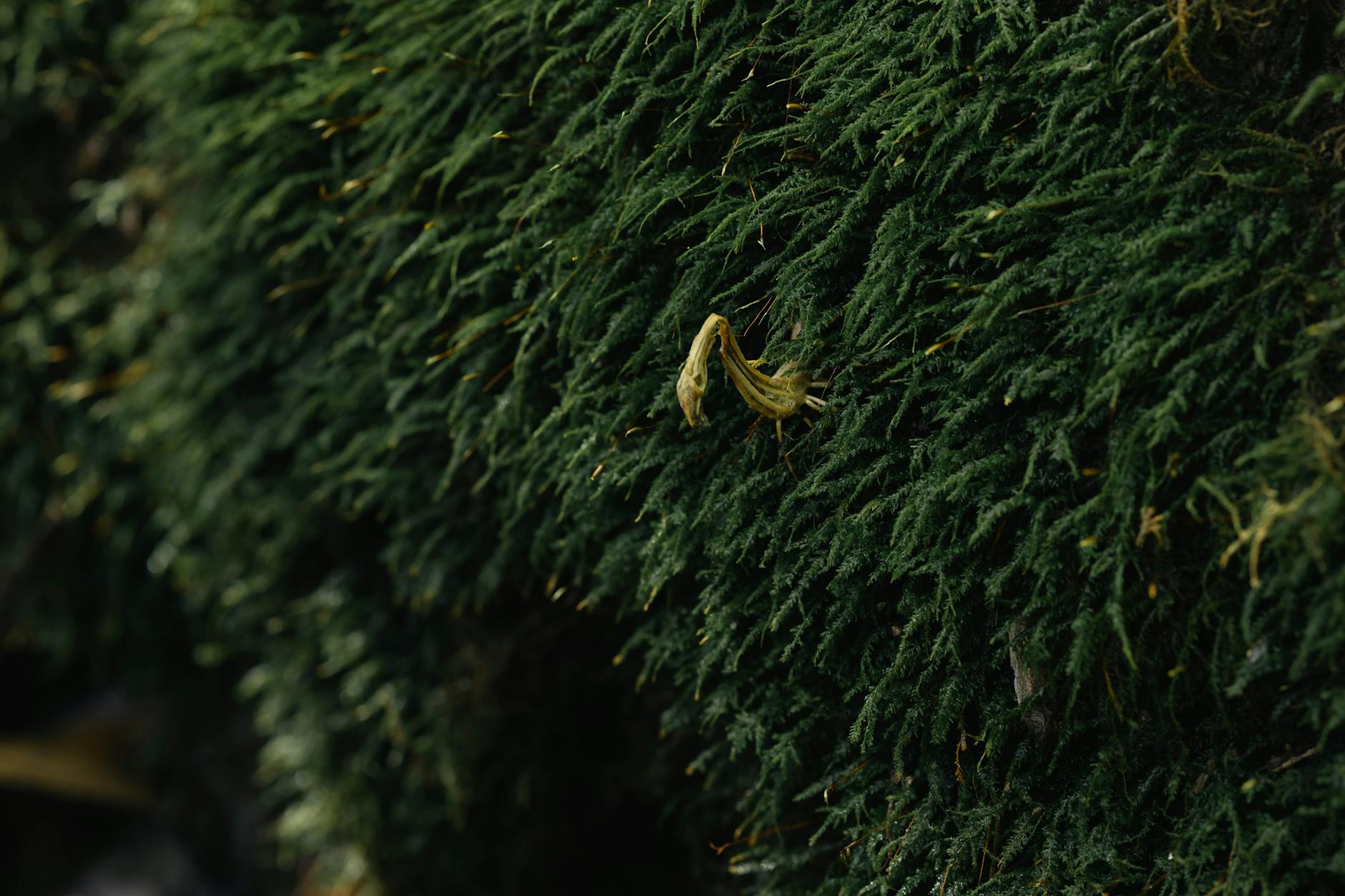 이것도 이끼입니까? — 주름솔이끼, 물결치는 잎의 숲속 시인