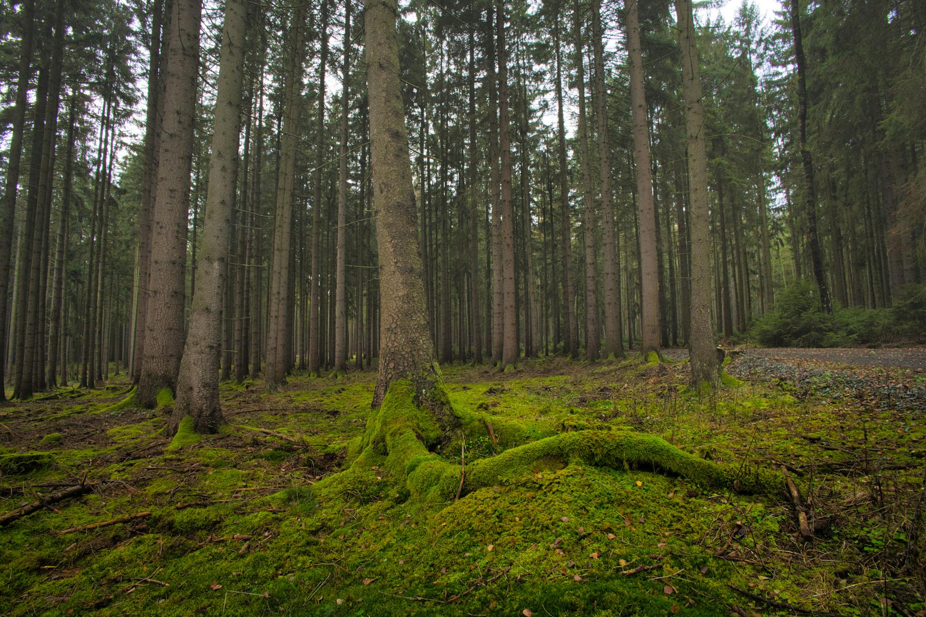 이것도 이끼입니까? — 큰솔이끼, 솔이끼과의 숨은 보석
