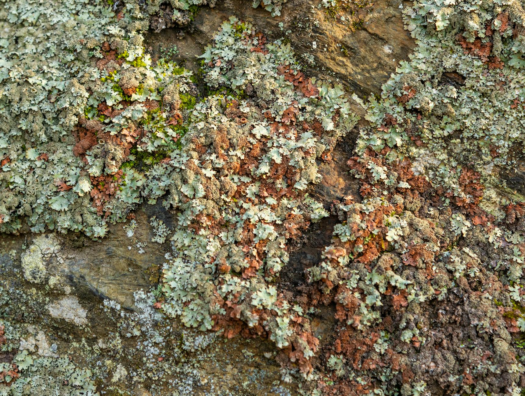 이것도 이끼입니까? — 들솔이끼, 맨땅의 개척자