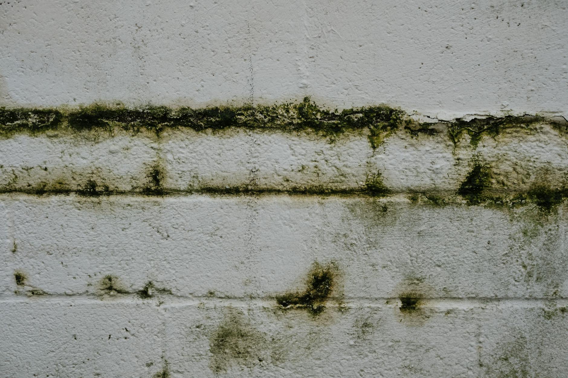 도심 콘크리트에서 만나는 이끼 5종 — 출퇴근길의 작은 숲