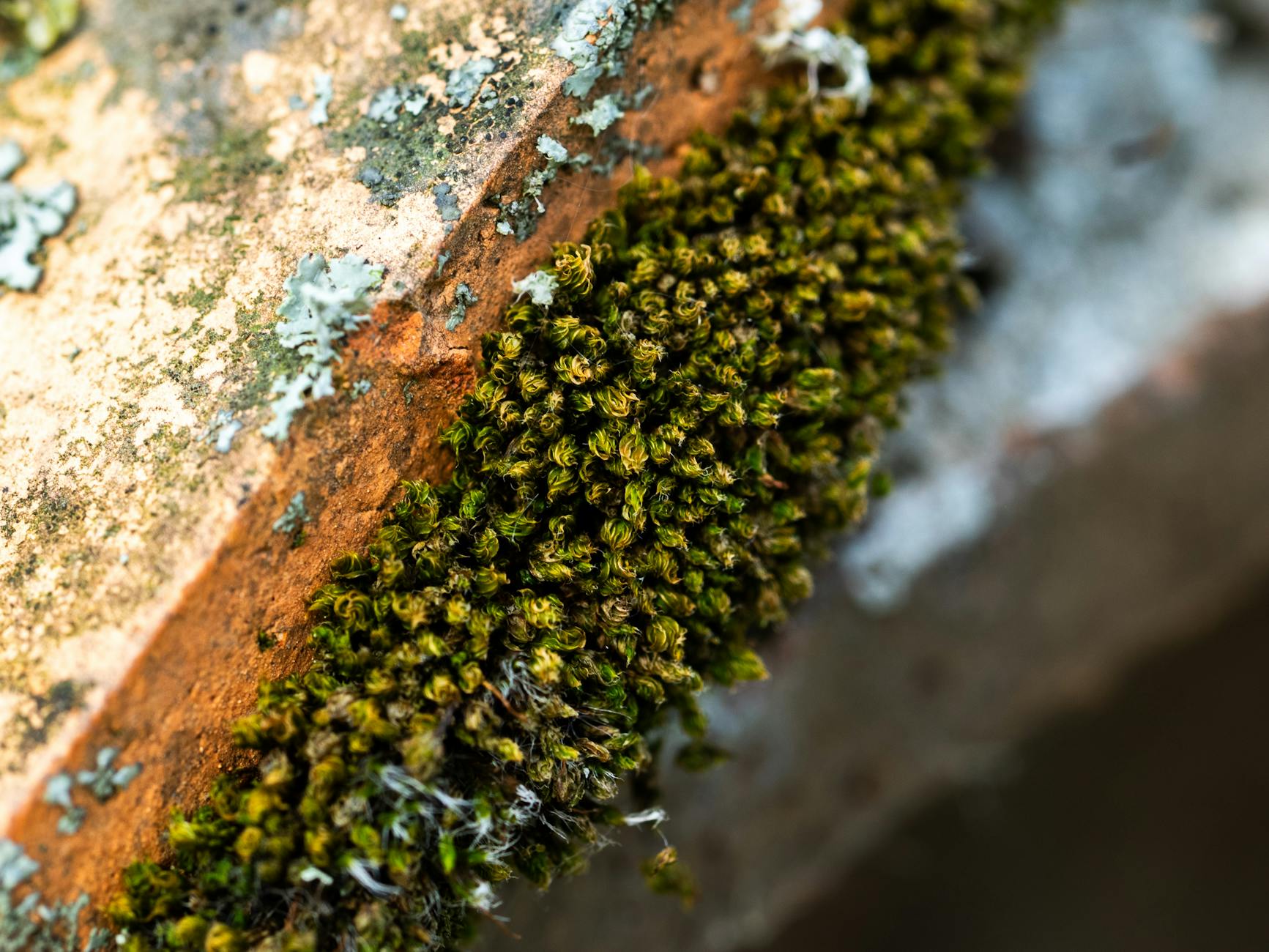 이끼 vs 간이끼 vs 뿔이끼 — 선태식물 분류 쉽게 이해하기