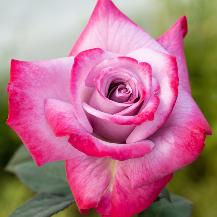 올드가든 로즈와 현대 장미 클래스 가이드: Gallica, Damask, Tea, Hybrid Tea, Floribunda