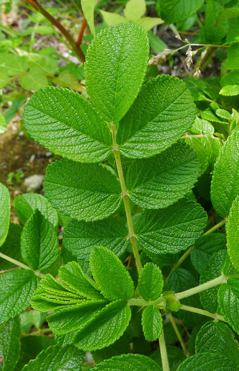 장미 잎과 줄기 읽기: rugose, glossy, stipule, prickles까지 한 번에 이해하기